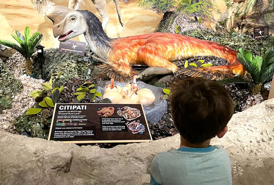The Center for Science Teaching and Learning has an impressive dinosaur exhibit. Photo by Gina Massaro