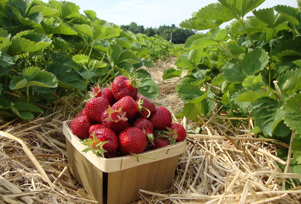 Long Island Island Strawberry picking at Condzellas’s Farm.