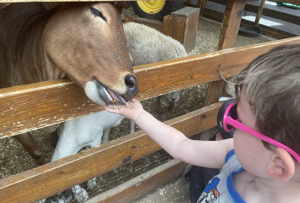 Feed the goats at White Post Farms
