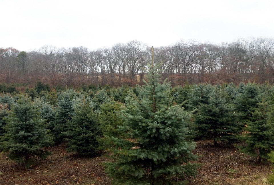Christmas trees: Lewin Farms