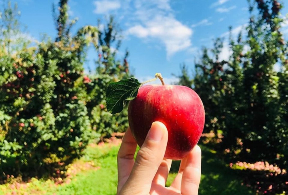 Enjoy picking and other family-friendly activities at Linvilla Orchard. Photo courtesy of the orchard