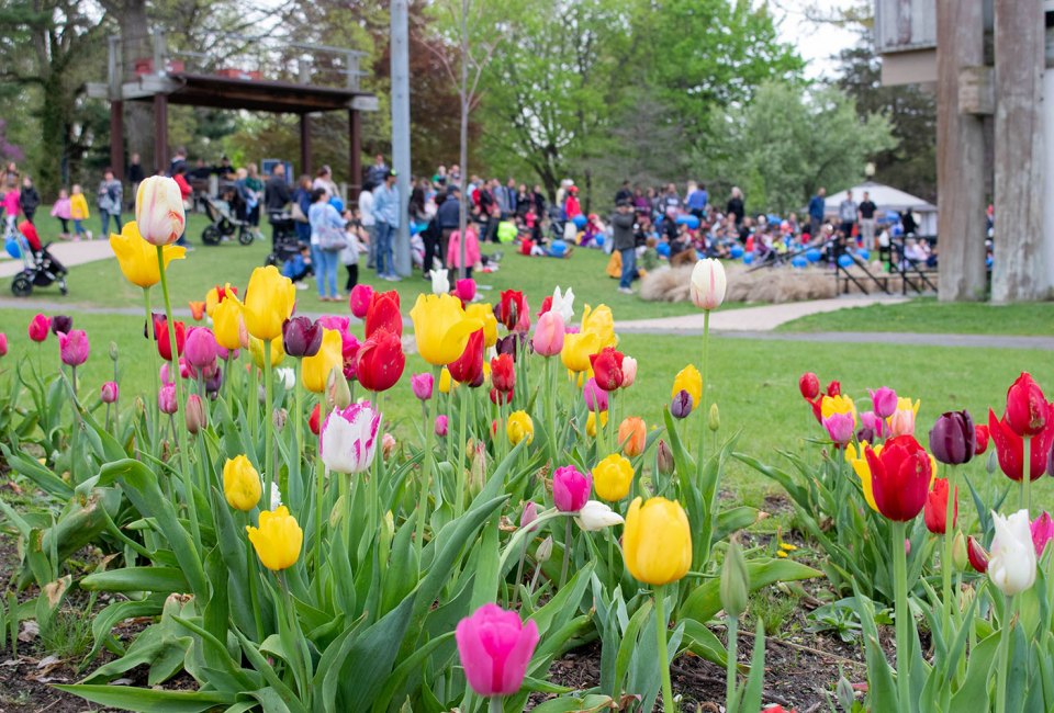 Celebrate spring at Huntington Village's annual Tulip Festival. Photo courtesy of Living Huntington