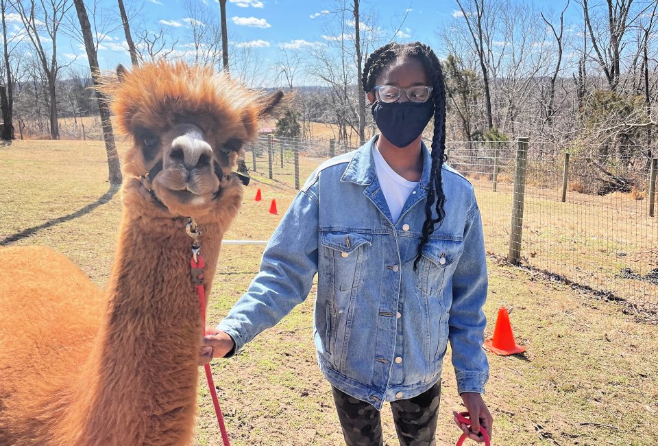 Meet Chevy at Little Lost Creek Alpaca Farm in Harleysville. Photo by author