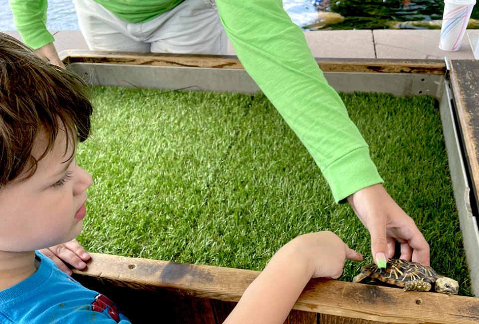 Swim with Sharks, Meet Penguins, and Other Animal Experiences at the Long Island Aquarium