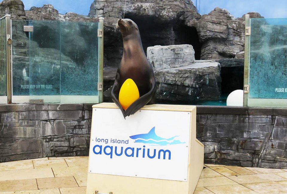 Be on the lookout for Easter eggs scattered throughout the Long Island Aquarium. Photo courtesy of the aquarium