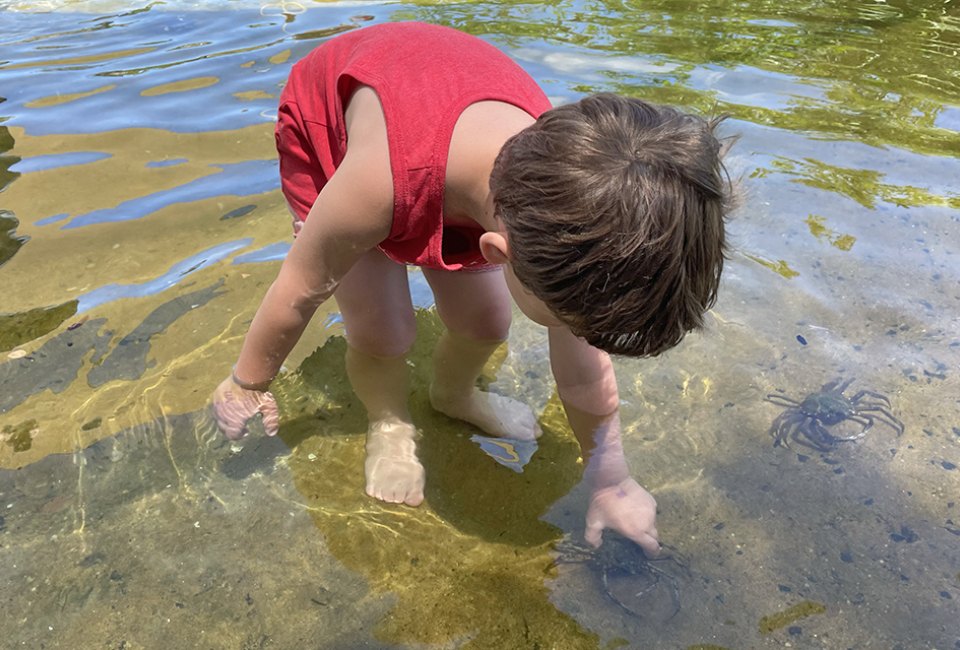 Swim with Sharks, Meet Penguins, and Other Animal Experiences at the Long Island Aquarium