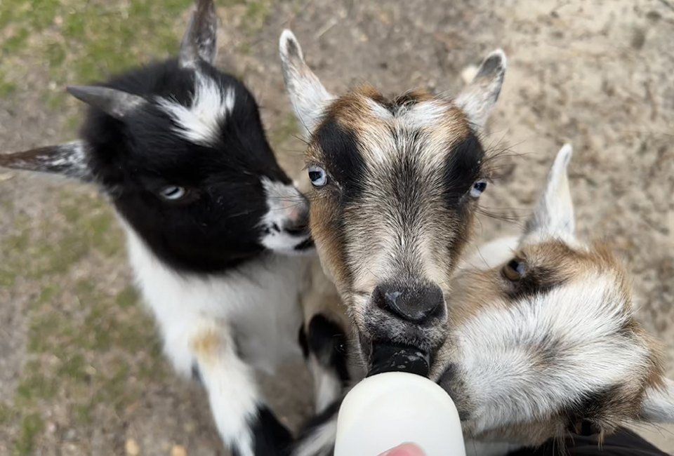 From the moment you step into the Long Island Game Farm and meet its resident baby goats, the animals steal your heart. 