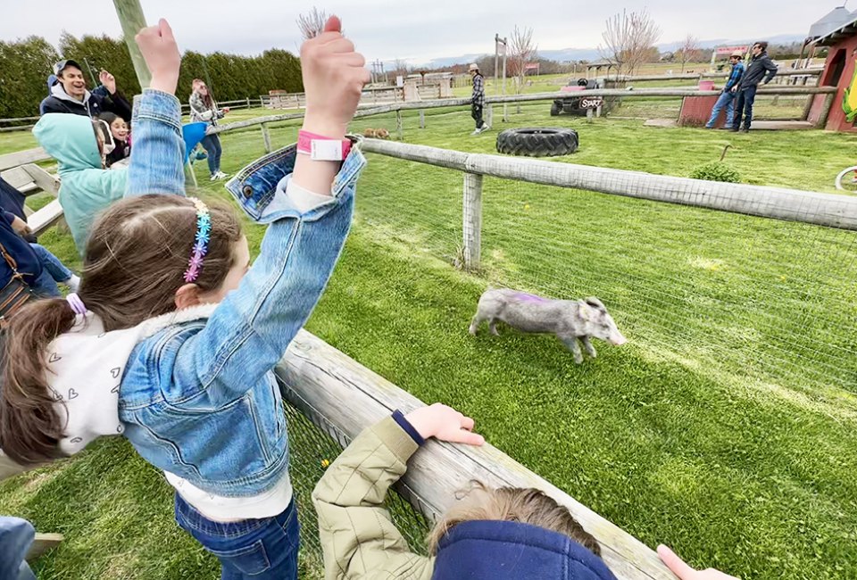 The pig race is a highlight of a visit to Harbes Family Farm in Mattituck.