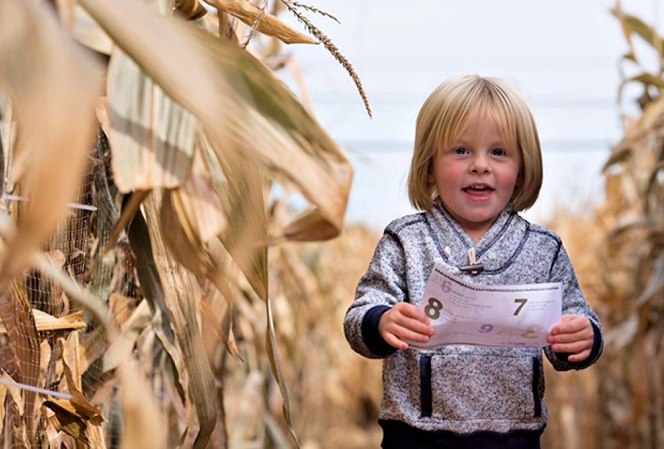 A corn maze is open in Middlefield! Photo Courtesy of Lyman Orchards
