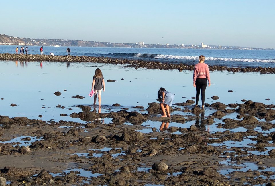 We heard from readers that octopi are lurking in the tide pools right now. Photo by Mommy Poppins 
