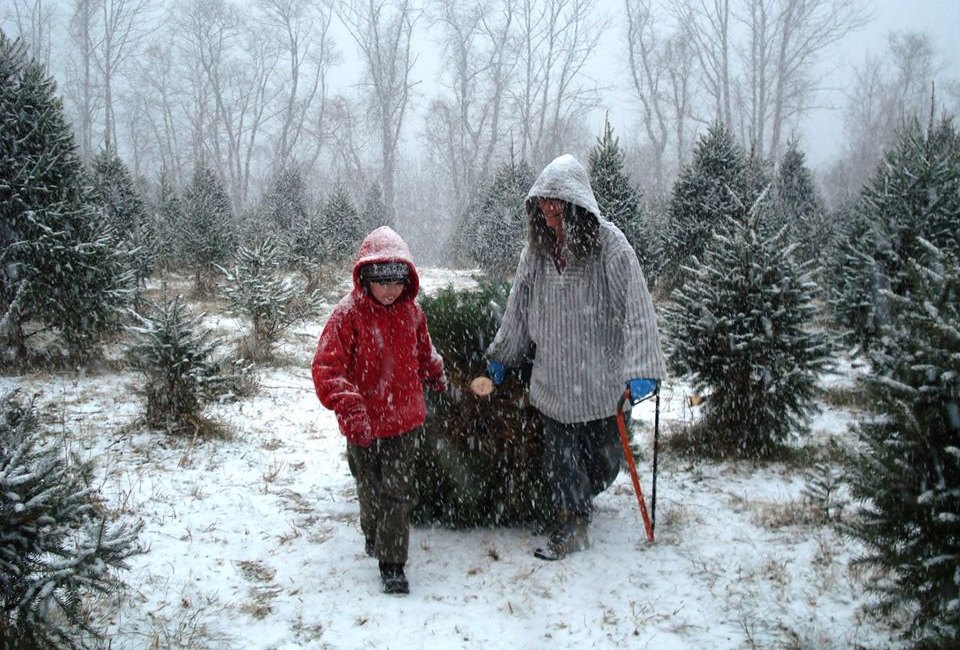 Christmas Tree Farms in Fairfield County, CT | Mommy Poppins - Things ...
