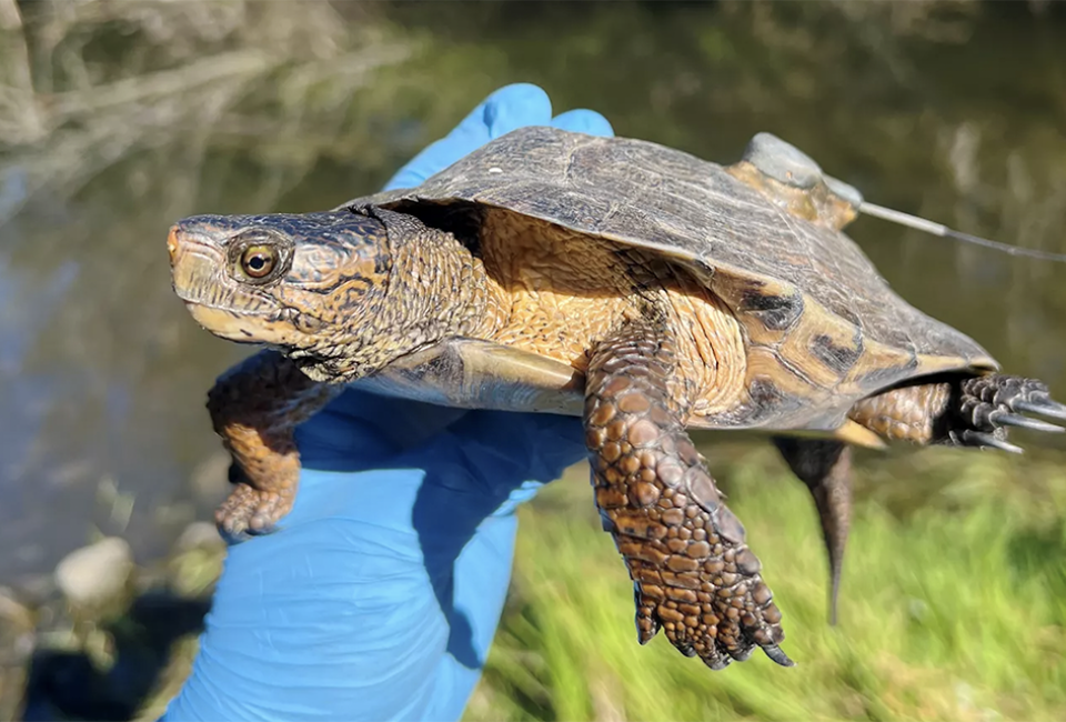 Martin County, Florida offers many family-friendly adventures, including the chance to see various wildlife. Photo courtesy NPS/Emma Force