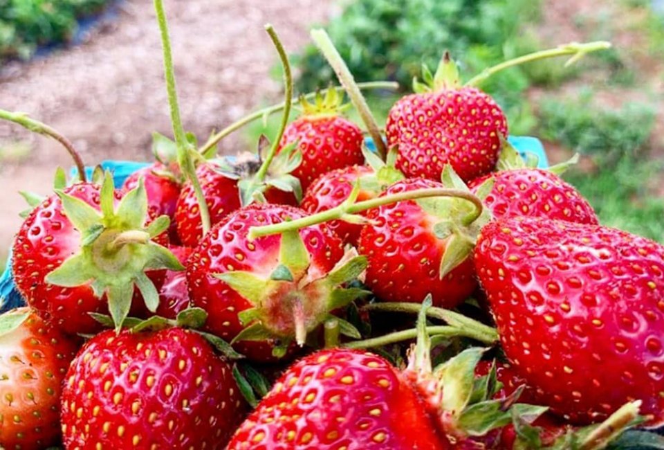 A basket of strawberries