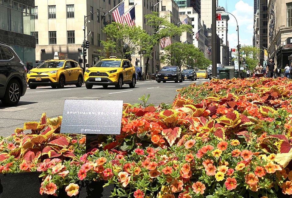 Fifth Avenue is lined with big-name shops, tourist attractions, and charming plantings and art installations in all seasons. 
