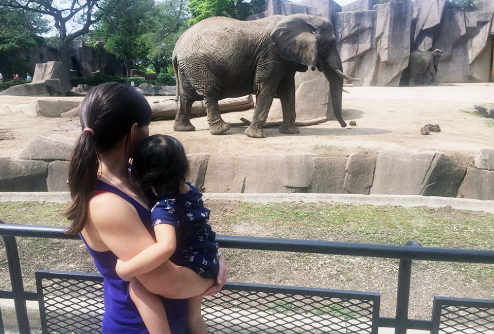 See the elephants at the Milwaukee Zoo. 