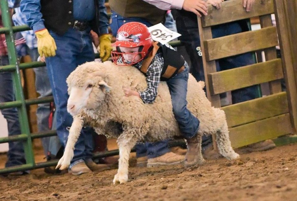 It's a mutton-bustin', cow wranglin' good time at the Montgomery County Fair./Photo courtesy of Montgomery County Fair Association.