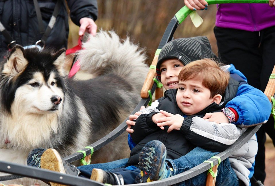 See sled dogs in action at the Morton Arboretum's Husky Heroes event this weekend. Photo courtesy of the Morton Arboretum