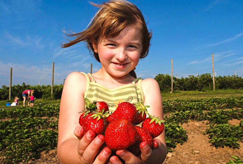 Sunshine, fresh air, and sweet treats await with the best strawberry picking in Connecticut! Photo courtesy of Lyman Orchards