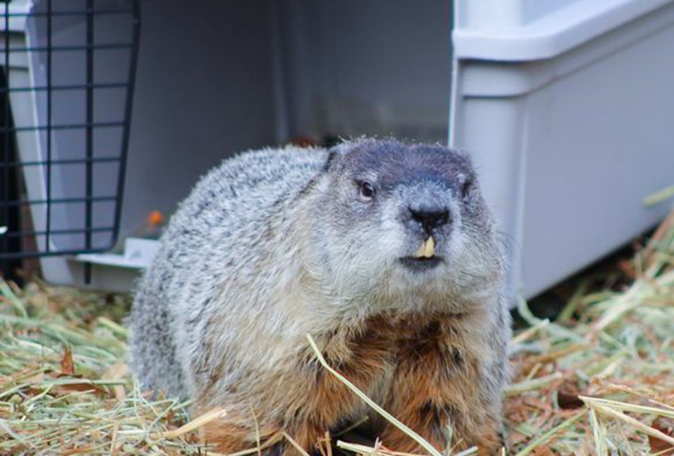 Greater Boston's own groundhog is predicting winter fun in February 2023! Ms. G photo courtesy of Drumlin Farm