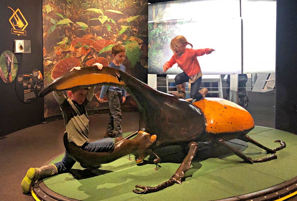 Kids get an up-close look at all the parts of the Hercules beetle. Photo courtesy of author