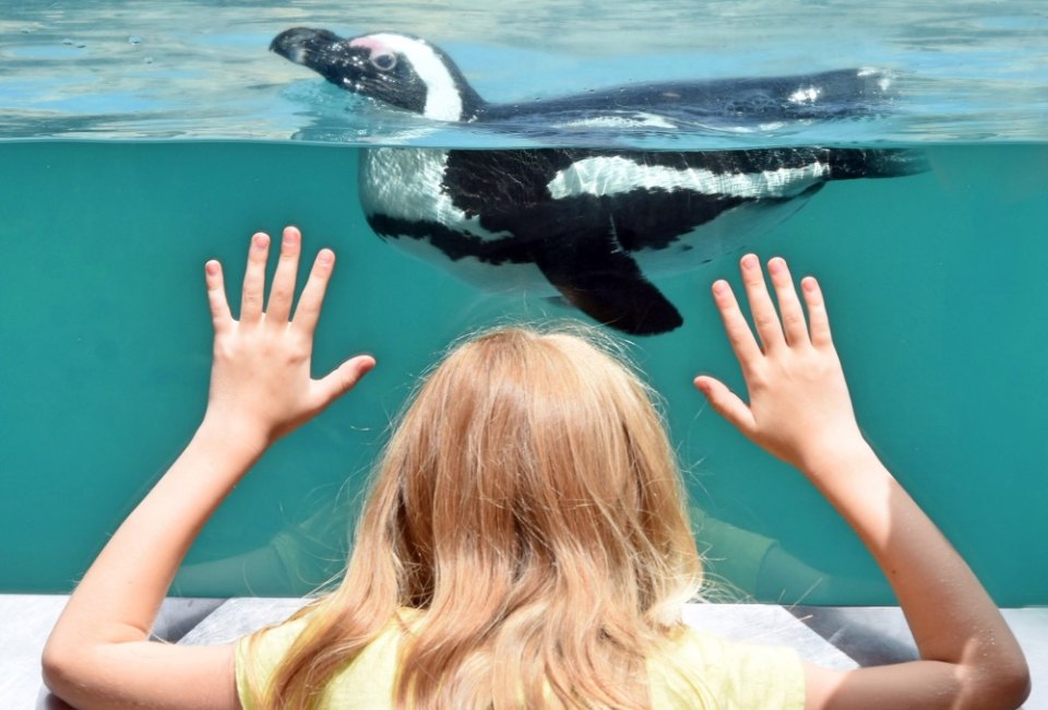 Connecticut kids get hands-on fun for free this summer! Photo courtesy of the Mystic Aquarium, Facebook