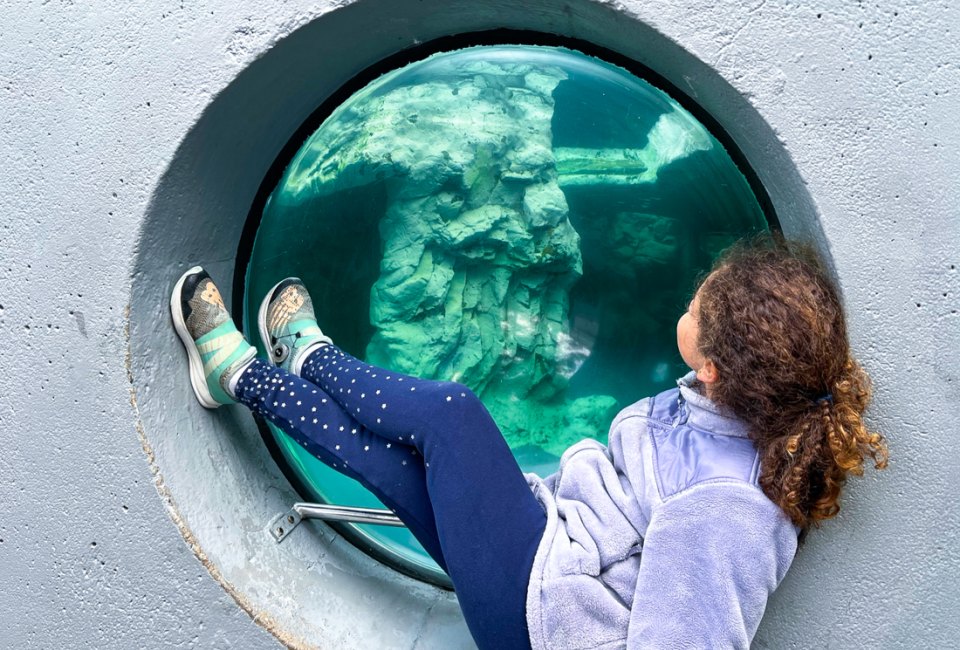 Mystic Aquarium offers Connecticut kids a remarkable look at sea life! Mystic Aquarium photo by Jocelyn Sherman Avidan