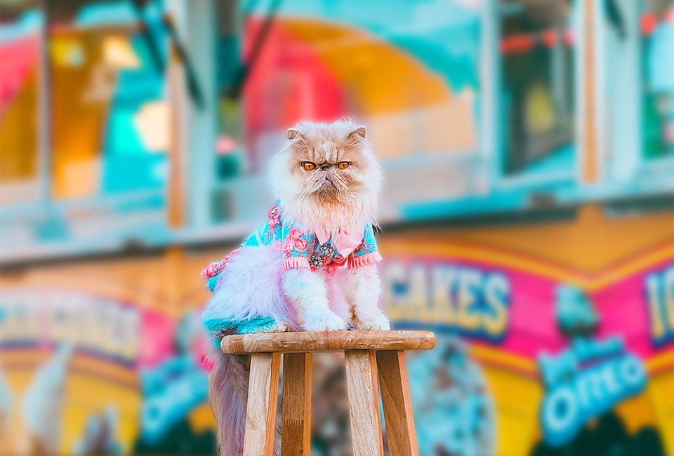 Free Comic Book Day, Grump Out, and More Holidays & Activities for May 2025 Even cats get grumpy. There's a day for that! Starfleet Pet photo by Reba Spike, via Flickr 2.0