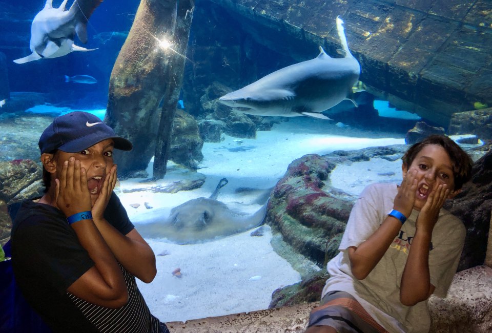 Joke Day, 4th of July, Shark Week, and More Holidays & Activities for July 2025 It's Shark Week! Photo by Jaime Summersille for Mommy Poppins