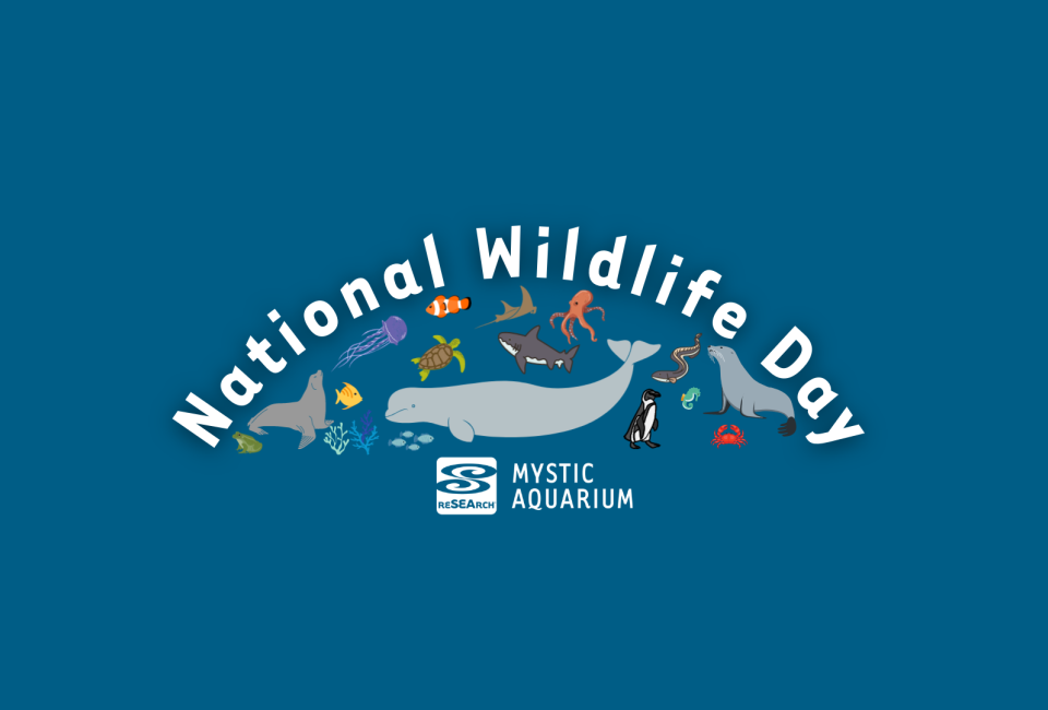 National Wildlife Day at Mystic Aquarium Mommy Poppins Things To Do