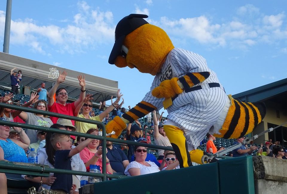 The New Britain Bees play wood-bat, collegiate ball - and have a great mascot, Sting! Photo courtesy of the team