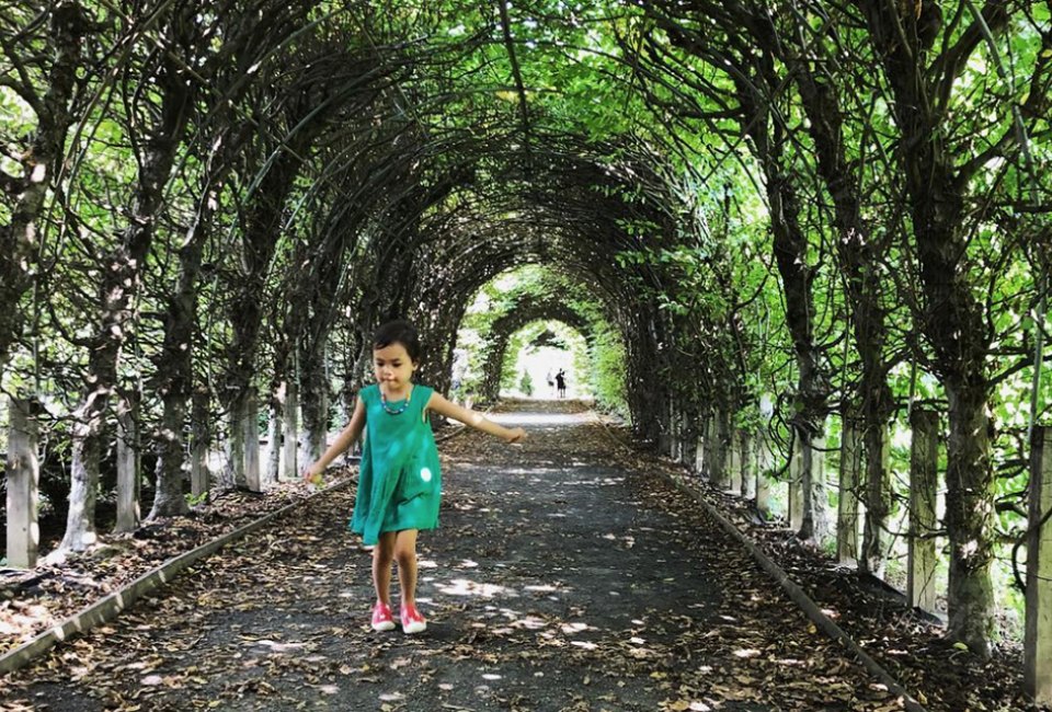 Breeze through the allee at the Snug Harbor Botanical Gardens. This beautiful tunnel of Hornbeam trees is just one of its stunning feature. Photo courtesy of Snug Harbor