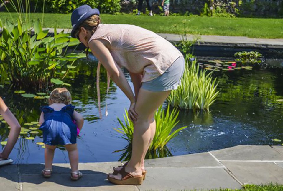 Focus on friends with fins, especially those popular goldfish swimming in Wave Hill’s Aquatic Garden. Photo courtesy of Wave Hill