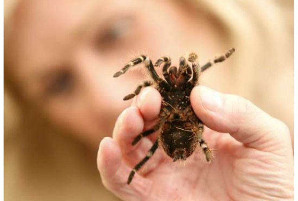 Spiders are the stars at the Natural History Museum.