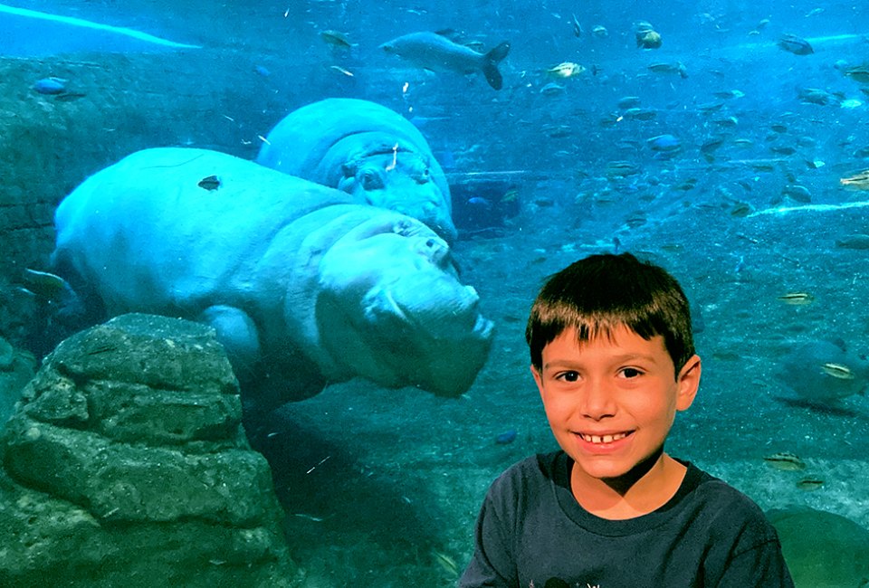 Hang out with the giant hippos at Camden's Adventure Aquarium. Photo by Kaylynn Chiarello Ebner