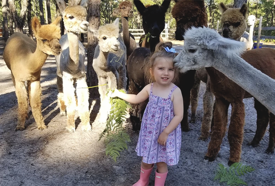 Meet, pet, walk, and feed the alpacas and more animal friends at Out of Sight Alpacas in Photo courtesy of the farm