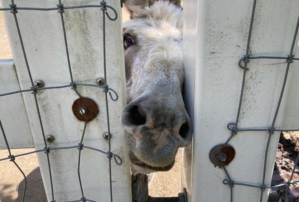 Brookhollow's Barnyard is a family-run petting zoo in Boonton.