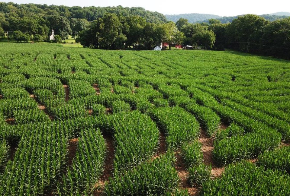 Corn Maze Train – Phillipsburg: Best Corn Mazes NJ