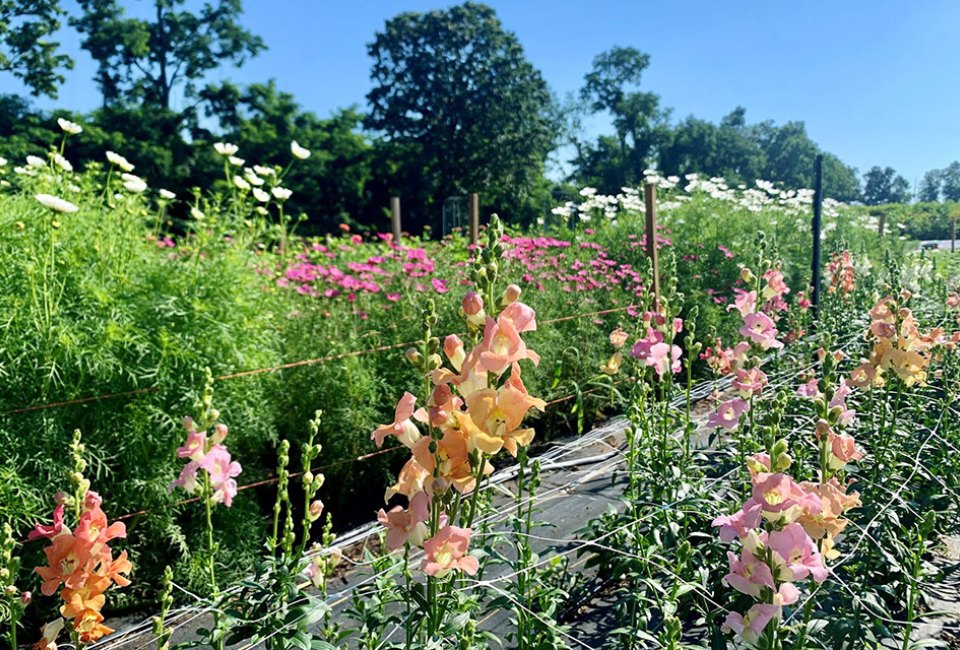 Pick-Your-Own Adventures Await on the Many Gorgeous Flower Farms of New Jersey Beautiful blossoms await at Johnson's Locust Hall Farm.