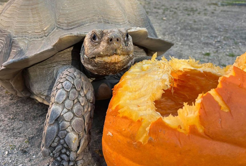 Enjoy kid-friendly fun, candy, entertainment, and plenty of animals at Boo at the Zoo in Cape. May. Photo courtesy of the zoo