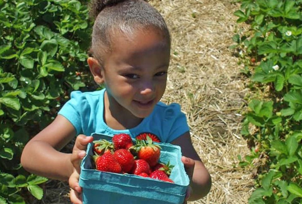 A strawberry picking trip to Johnson's Corner Farm is guaranteed to yield a bountiful basket of strawberries. 