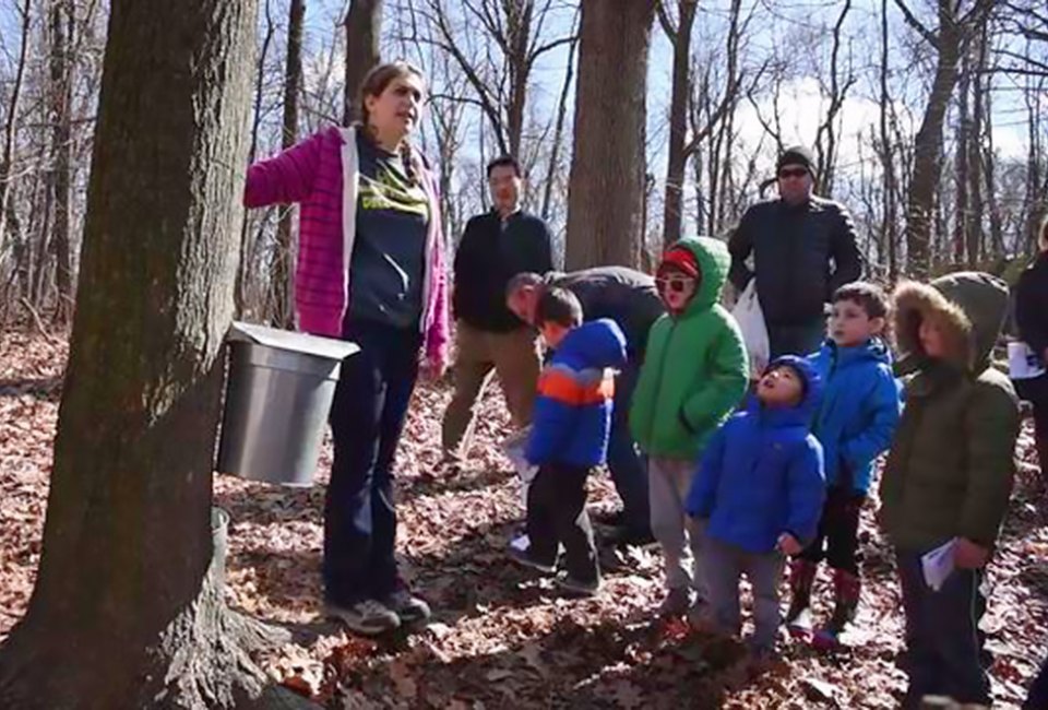 Learn how to gather sap and make fresh maple syrup at Tenafly Nature Center. Photo courtesy of the nature center 