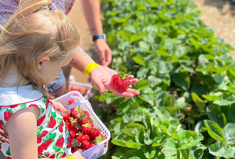 Head down to Ort Farm's Strawberry Festival and enjoy animals, pony rides, cow train, food vendors, and strawberry picking. Photo courtesy of the farm