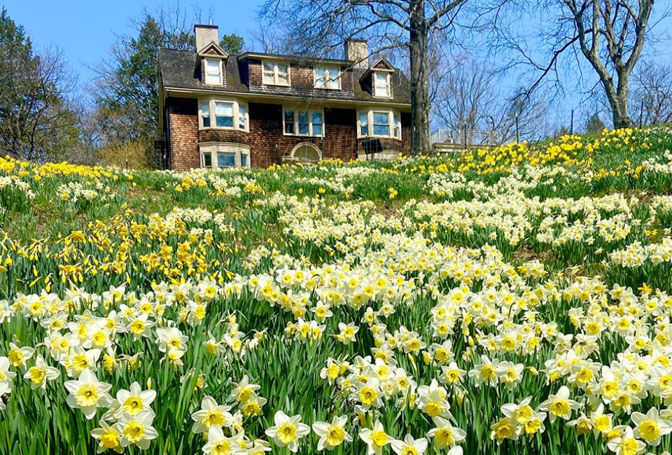 Enjoy the blooming daffodils at Reeves-Reed Arboretum. Photo courtesy of the Arboretum