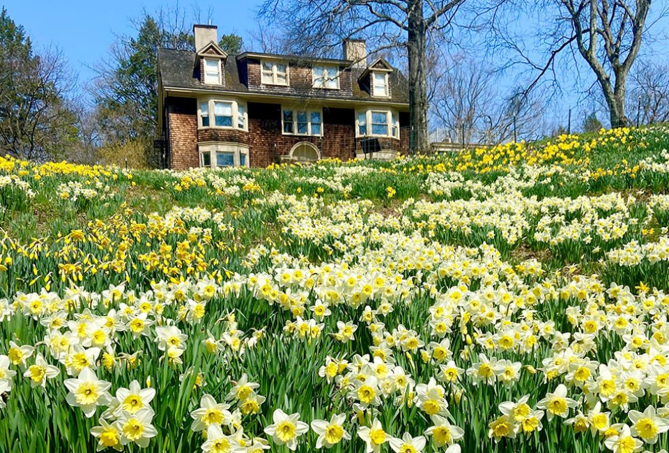 Enjoy the blooming daffodils at Reeves-Reed Arboretum on a day trip this spring. Photo courtesy of the arboretum