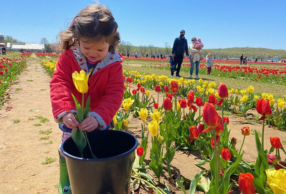 The stunning tulip blossoms spread out row-by-row in every direction at Holland Ridge Farms. Photo by Rose Gordon Sala