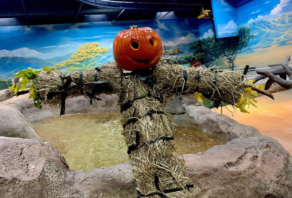 A crew of colorful scarecrows will be cropping up across the Adventure Aquarium for a limited time. Photo courtesy of the aquarium