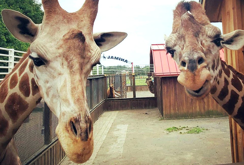 Meet the world’s tallest mammals at White Post Farms' giraffe experience. Photo courtesy of the farm