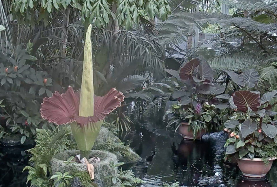 Photo Courtesy New York Botanical Garden's Live Feed