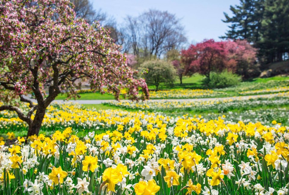 The New York Botanical Garden is an iconic living museum where kids can run free and explore. Photo courtesy of NYBG 
