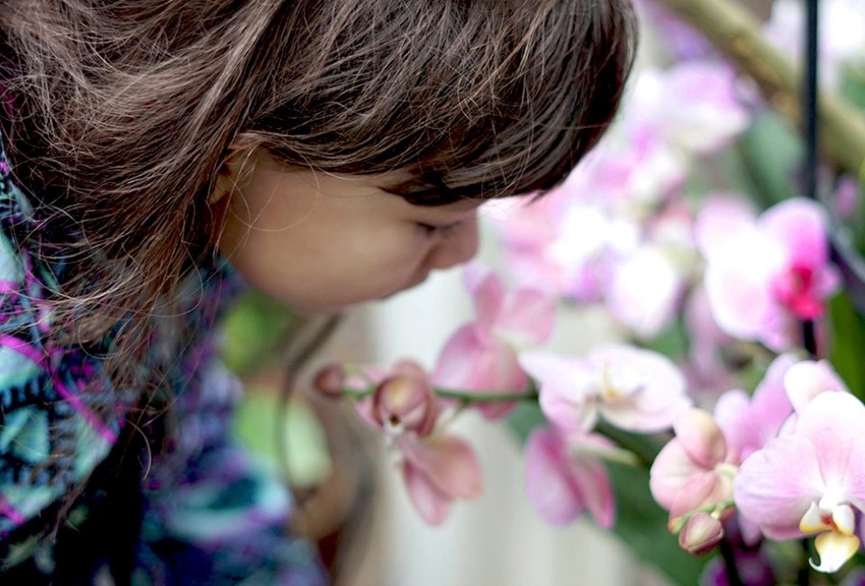 NYBG Orchid Show. Photo by  Jody Mercier